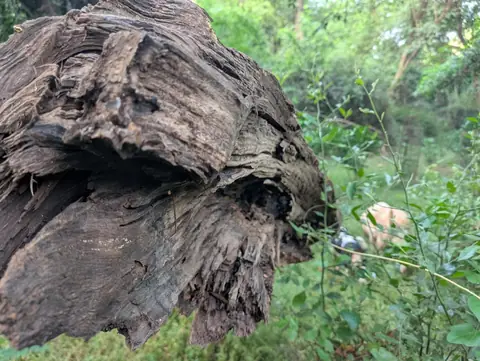 The Log and the Dog, India