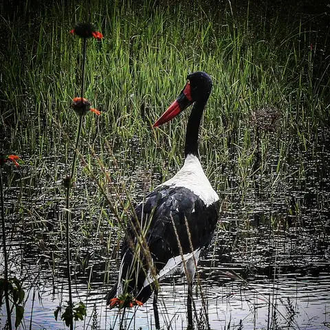 Wading Sentinel, Kenya