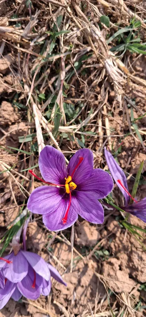 Saffron, Up Close, India