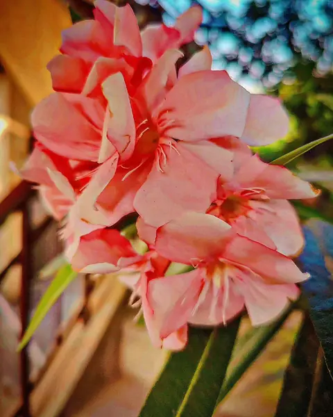 Salmon Oleander Cluster, India