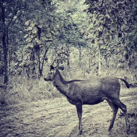 Sambar on the Forest Track, Central India