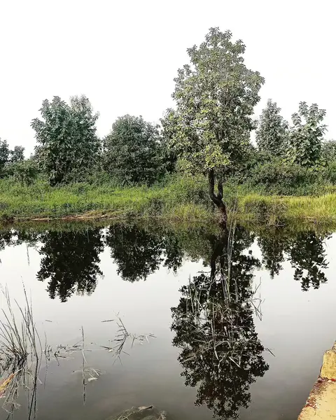 Sapling at the Pond, Central India