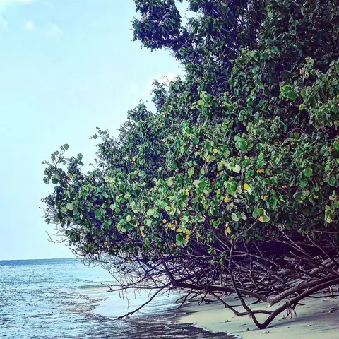Tree Over Water, Coastal India