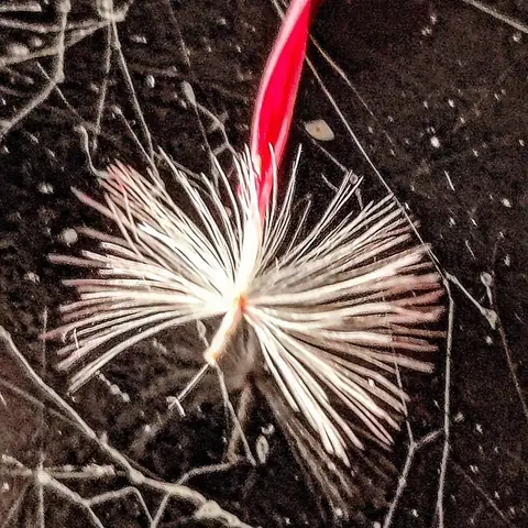 Seed Head, Held, India