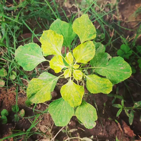 Seedling Rosette, India