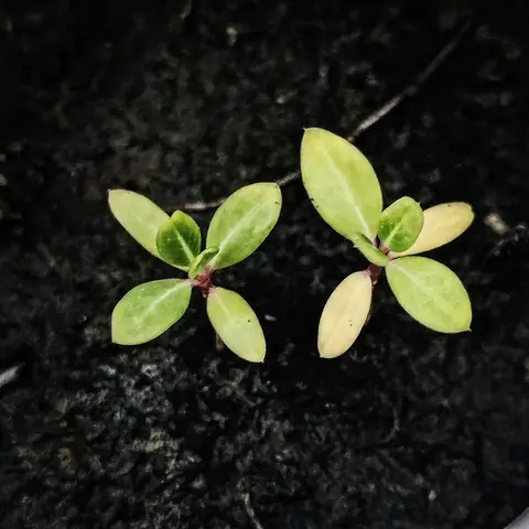 Two Seedlings, India