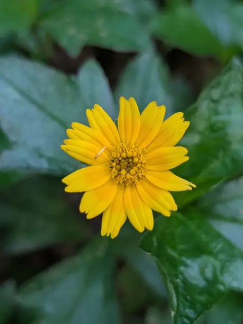 Singapore Daisy, India