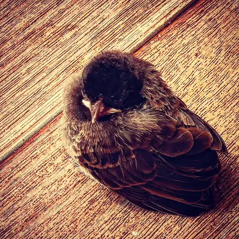 The Sleeping Chick, India