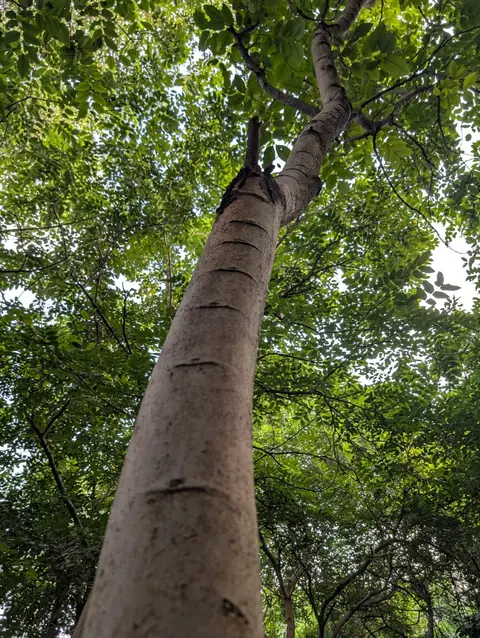 Pale Trunk, Green Roof, India