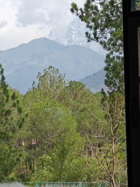 Snow Peak Through Pines, Himachal Pradesh, India