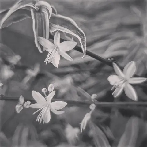 Spider Plant in Grey, India