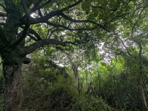 Under the Spreading Limbs, India