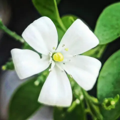 Orange Jasmine, India