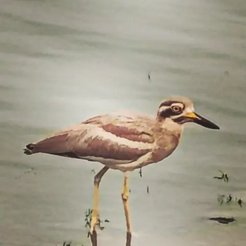 The Stone-Curlew, India