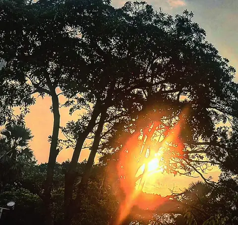 Sun Through Canopy, Coastal India