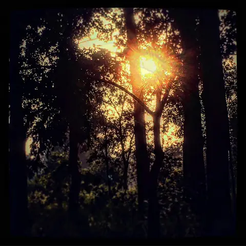 Sun Through the Forest, Central India