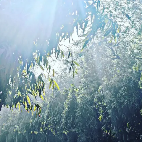 God Rays Through the Grove, Coorg, Karnataka