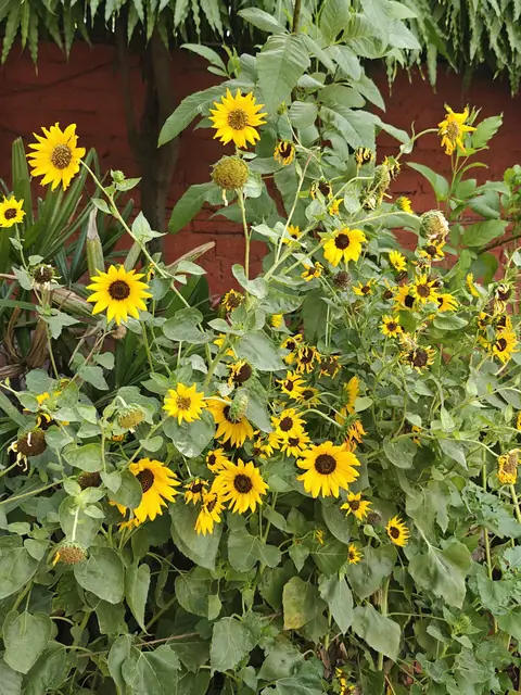 A Riot of Sunflowers, India