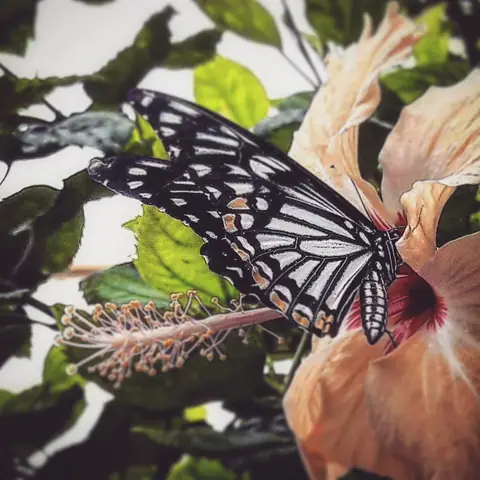Butterfly on Hibiscus, India