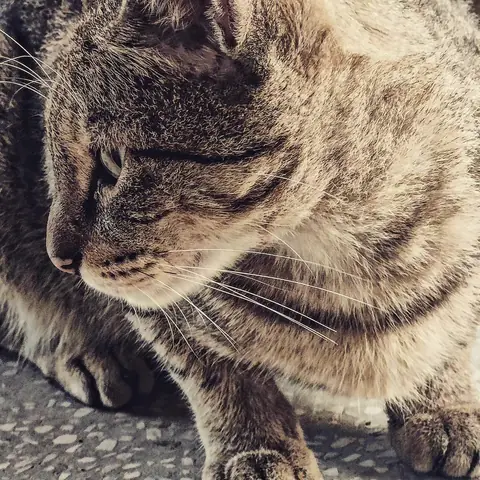 Tabby in Profile, India