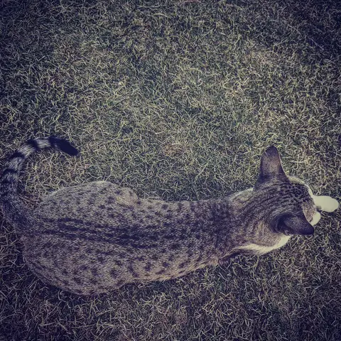 Tabby, Sprawled, India