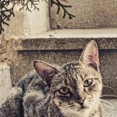 Tabby on the Steps, India