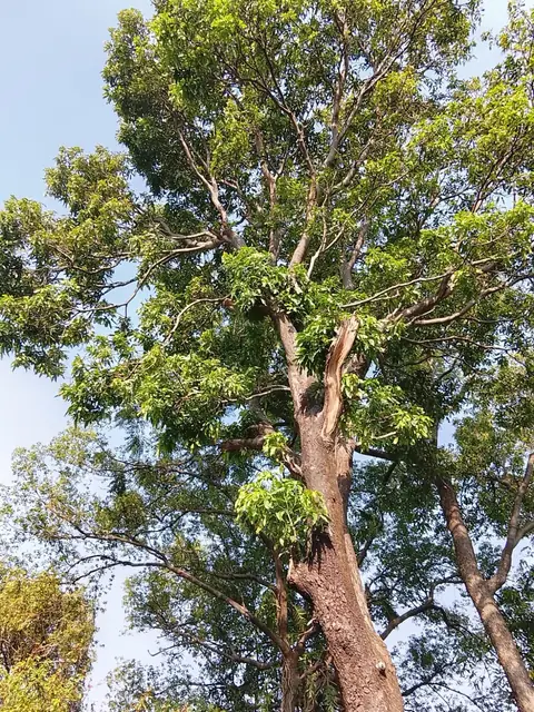 Under the Split Trunk, India