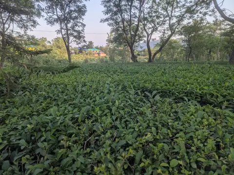 Tea Bushes at Evening, Himachal Pradesh, India