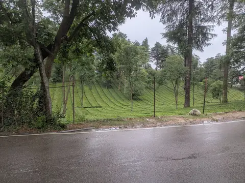 Tea Garden in the Rain, Himachal Pradesh, India