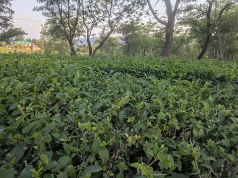 Tea Garden, Last Light, Himachal Pradesh, India