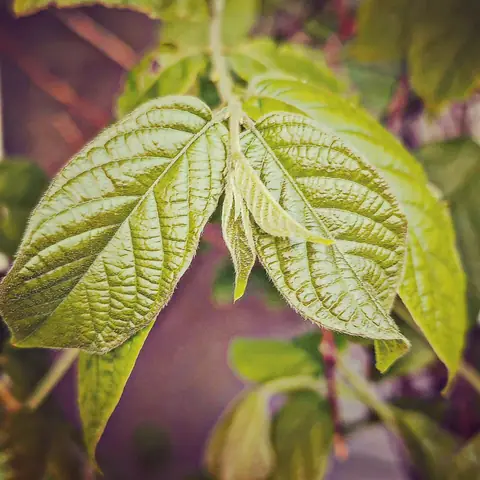 Veined Leaves, India