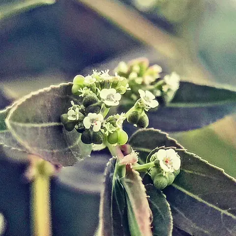 The Smallest Flowers, Bangalore, India