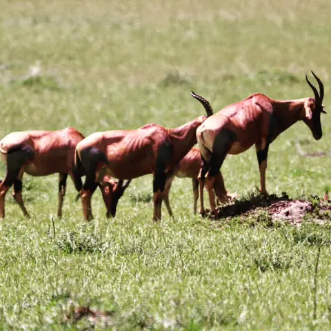 Topi on a Termite Mound, Maasai Mara, Kenya