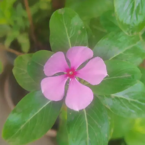 Periwinkle, Pink Eye, India