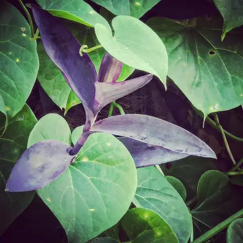 Two Leaves, Two Plants, India