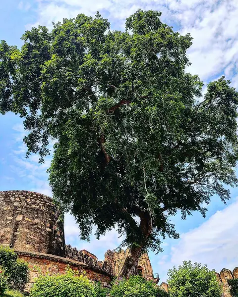 The Tree by the Bastion, Jaipur, Rajasthan