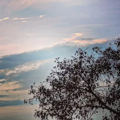 Tree Against a Pastel Sky, India
