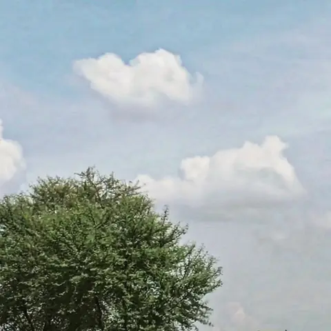 Treetop, Cumulus, Central India
