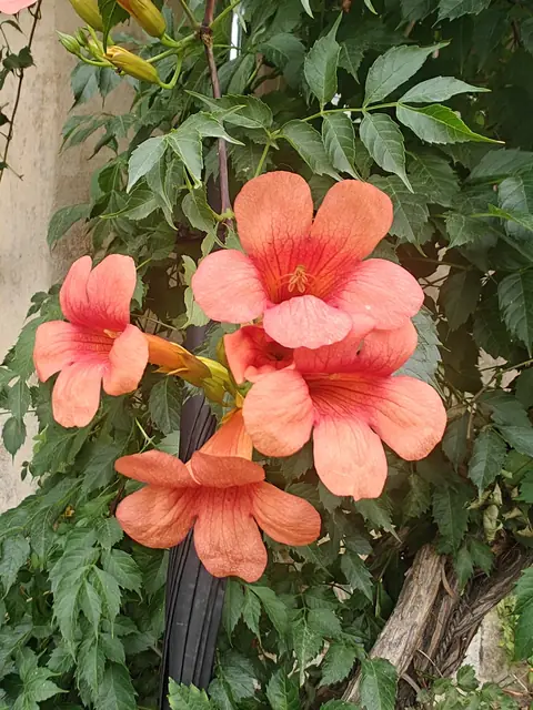 Trumpet Vine in Full Voice, India