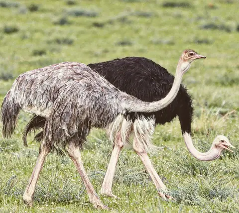 Two Ostriches, Maasai Mara, Kenya