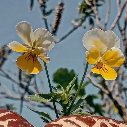 Two Violas, Blue Sky, India