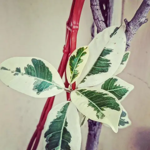 Variegated Leaflets, India