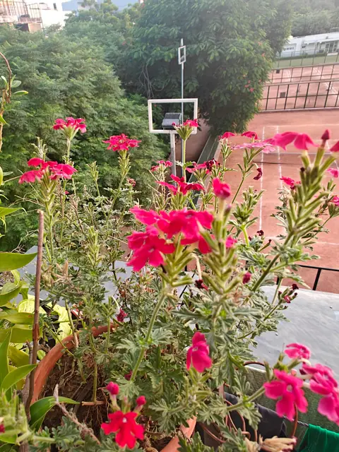 Verbena Above the Court, Delhi