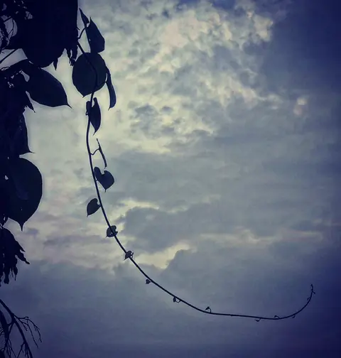 The Vine's Arc, India