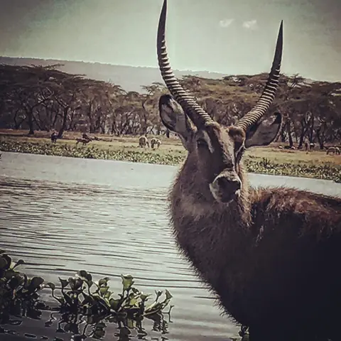 The Waterbuck, Lake Naivasha, Kenya