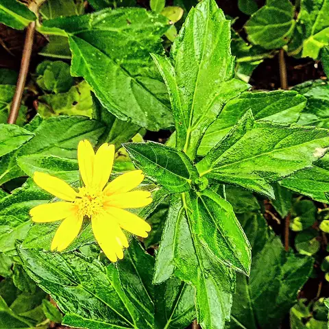 Wedelia in the Hedge, India