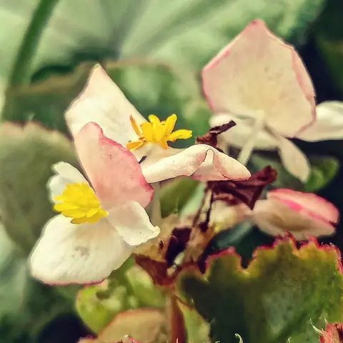 Begonia, in Pink Edges, India