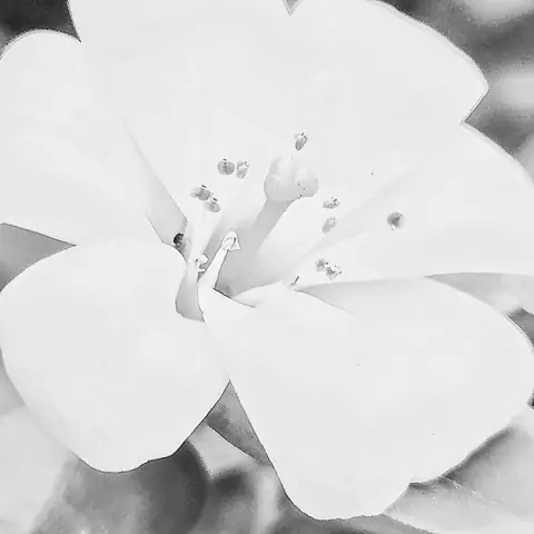 White Blossom, Monochrome, India