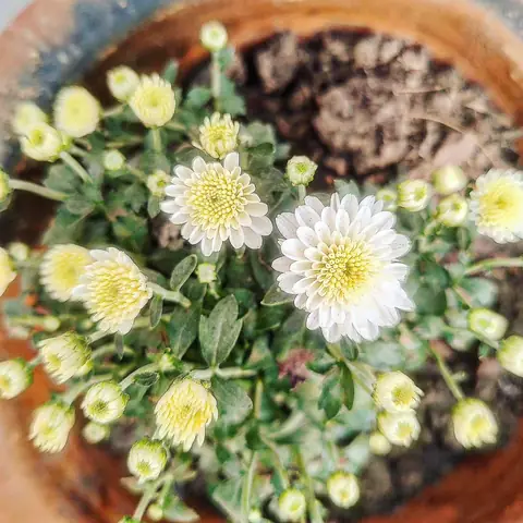 White Chrysanthemums, India
