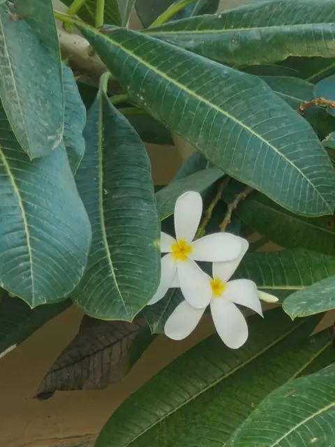 Frangipani Pair, Delhi
